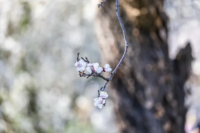 Framed Print : Apricot blossom, apricot blossom