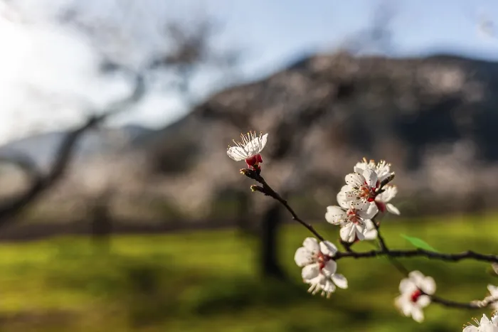 Framed Print : Apricot blossom, apricot blossom