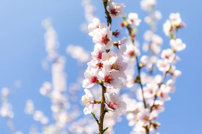 Framed Print : Apricot blossom, blossoming apricot branch