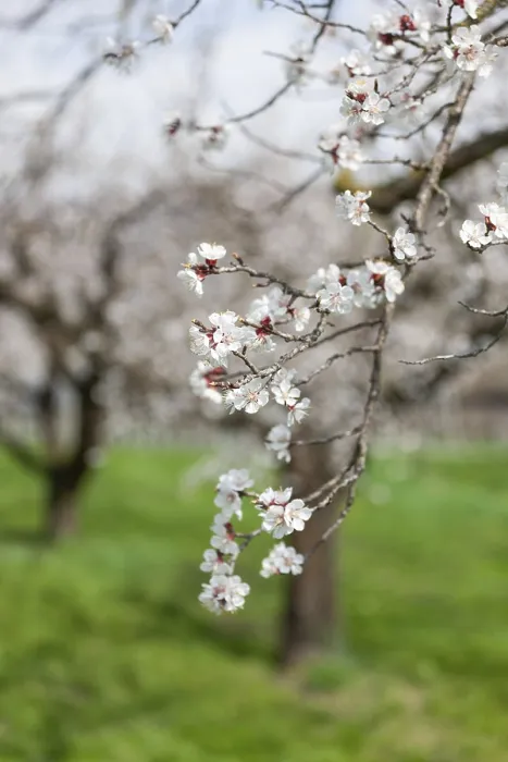Framed Print : Apricot blossom, blossoming apricot branch