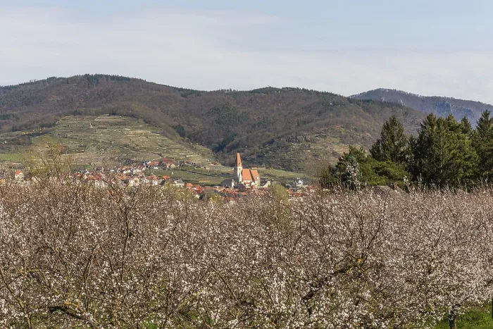 Framed Print : Apricot blossom, blossoming apricot trees on the banks of the Danube