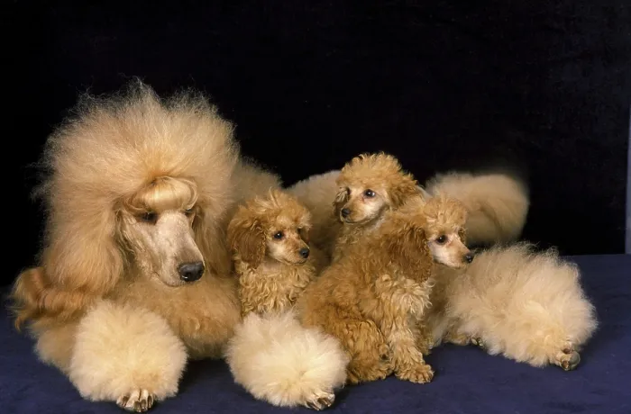 Framed Print : Apricot giant poodle dog, mother and puppies against black background