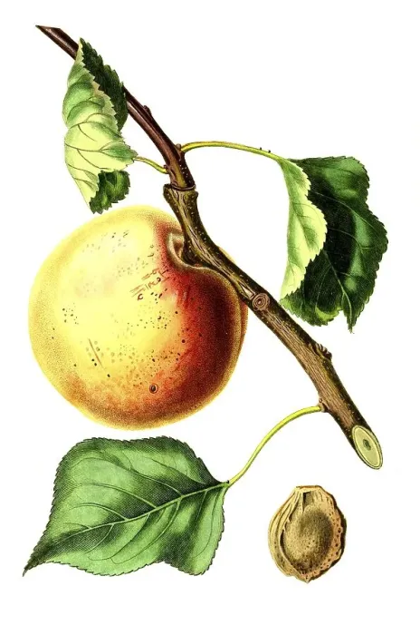 Framed Print : Apricot of the Hemskirke variety Framed Print : Apricot of the Hemskirke variety