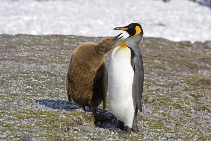 Framed Print : Aptenodytes patagonica, King Penguin (Aptenodytes patagonicus)
