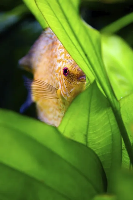 Framed Print : Aquarium shot of a coral fish