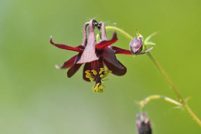 Framed Print : Aquilegia atrata (Aquilegia atrata)
