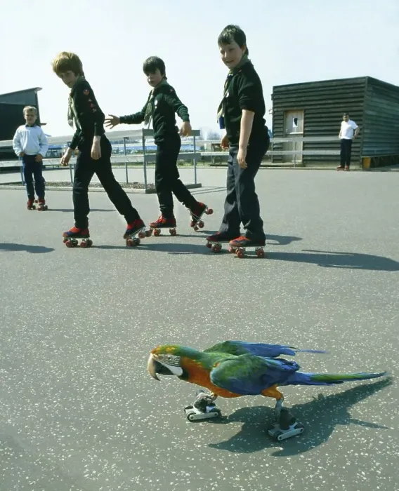 Framed Print : Ara on roller skates, England, Great Britain Framed Print : Ara on roller skates, England, Great Britain