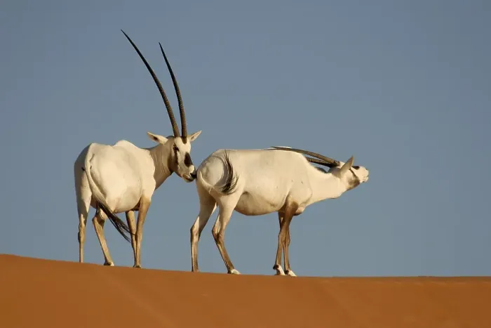 Framed Print : Arabian Oryx (Oryx leucoryx), courting pair Framed Print : Arabian Oryx (Oryx leucoryx), courting pair