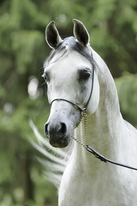 Framed Print : Arabian thoroughbred, grey stallion with show halter Framed Print : Arabian thoroughbred, grey stallion with show halter