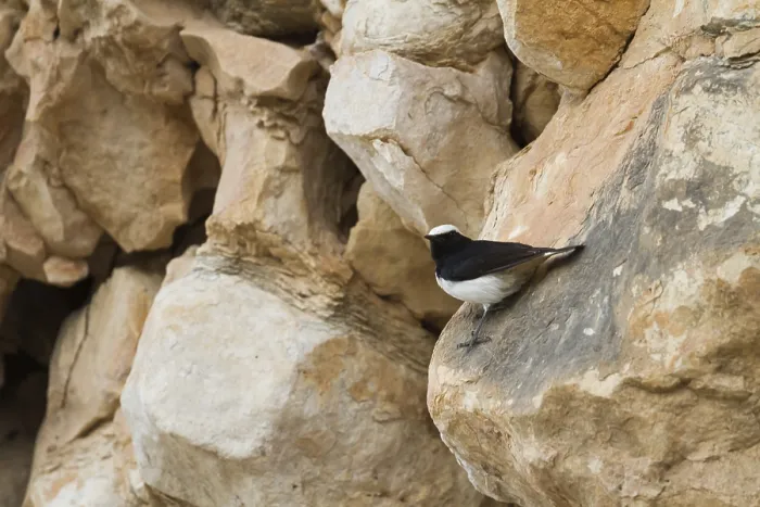 Framed Print : Arabian Wheatear (Oenanthe lugentoides)