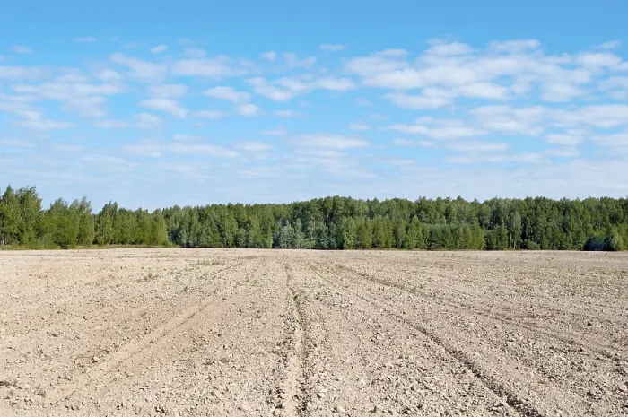 Framed Print : Arable land at forest background, sunny summer day