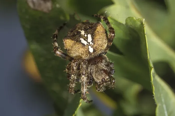 Framed Print : Araneus angulatus (Araneus angulatus) lurking on a green leaf, Baden-Wuerttemberg, Germany, Europe