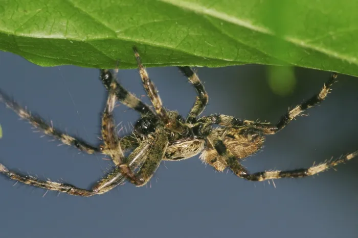 Framed Print : Araneus diadematus