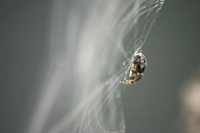 Framed Print : Araneus diadematus Framed Print : Araneus diadematus