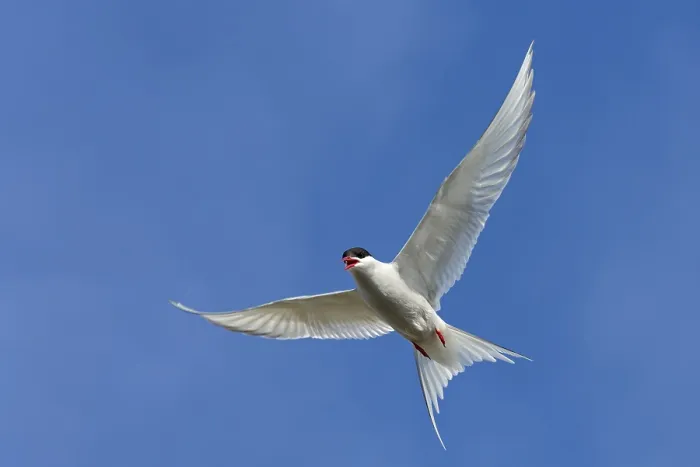 Framed Print : Arctic Arctic Tern, (Sterna paradisaea)