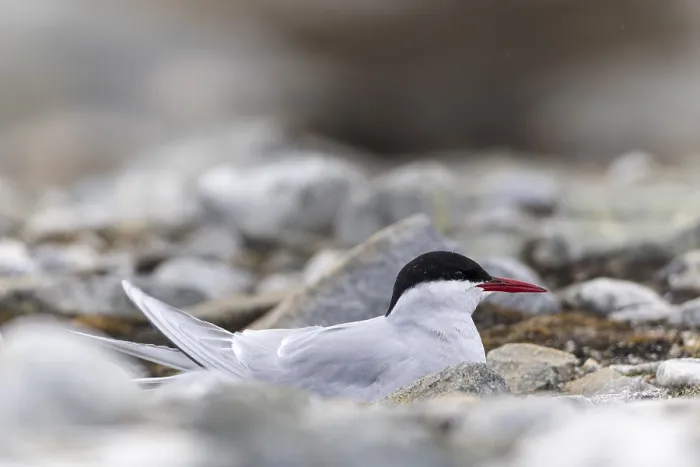 Framed Print : Arctic Arctic Tern (Sterna paradisaea) breeds in the gravel bed