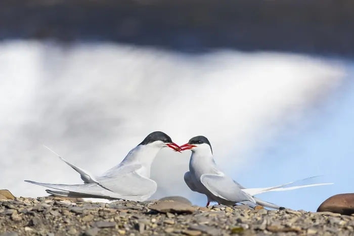 Framed Print : Arctic Arctic Tern (Sterna paradisaea) presents bridal gift Framed Print : Arctic Arctic Tern (Sterna paradisaea) presents bridal gift