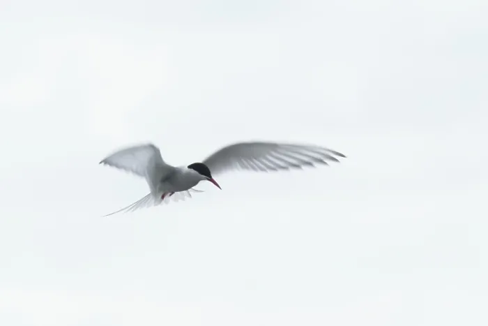 Framed Print : Arctic Arctic Tern (Sterna paradisaea) in shaking flight Framed Print : Arctic Arctic Tern (Sterna paradisaea) in shaking flight