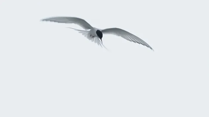 Framed Print : Arctic Arctic Tern (Sterna paradisaea) in shaking flight