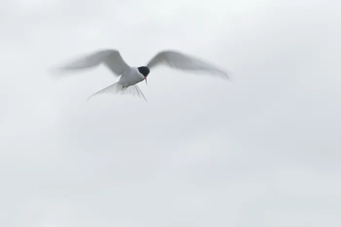 Framed Print : Arctic Arctic Tern (Sterna paradisaea) in shaking flight Framed Print : Arctic Arctic Tern (Sterna paradisaea) in shaking flight
