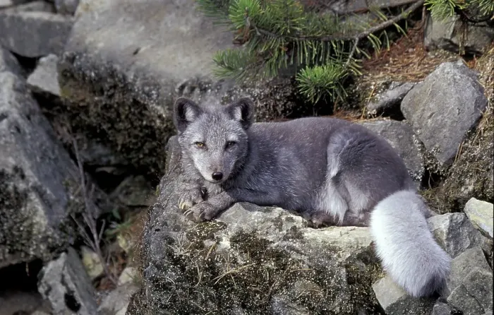 Framed Print : Arctic fox