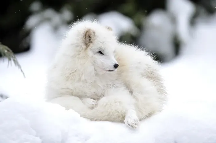 Framed Print : Arctic fox (Alopex lagopus)