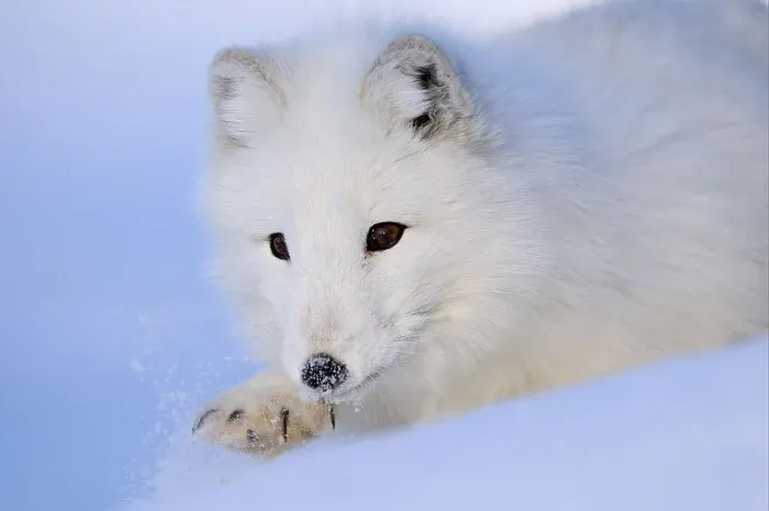 Framed Print : Arctic fox (Alopex lagopus) adult Framed Print : Arctic fox (Alopex lagopus) adult