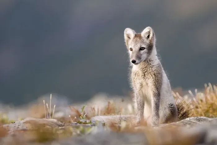 Framed Print : Arctic fox (alopex lagopus), alert