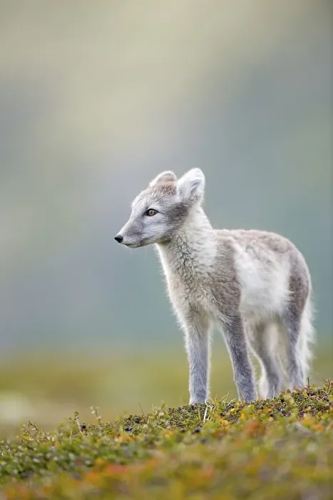 Framed Print : Arctic fox (alopex lagopus), autumn