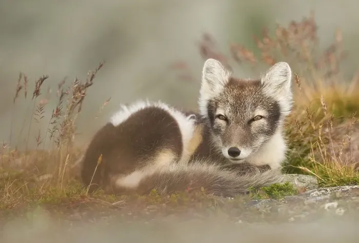 Framed Print : Arctic fox (alopex lagopus) dormant