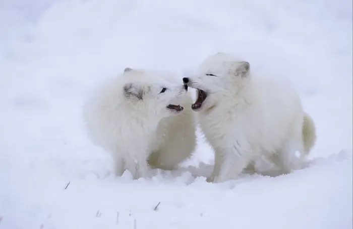 Framed Print : Arctic Fox (Alopex lagopus), pair, play-fighting