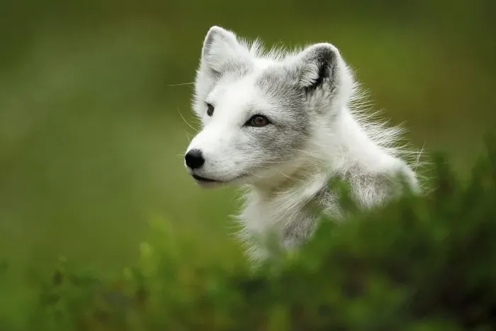 Framed Print : Arctic Fox (Alopex lagopus) portrait