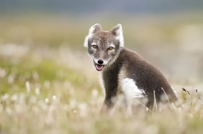 Framed Print : Arctic fox (alopex lagopus) sitting in blooming meadow