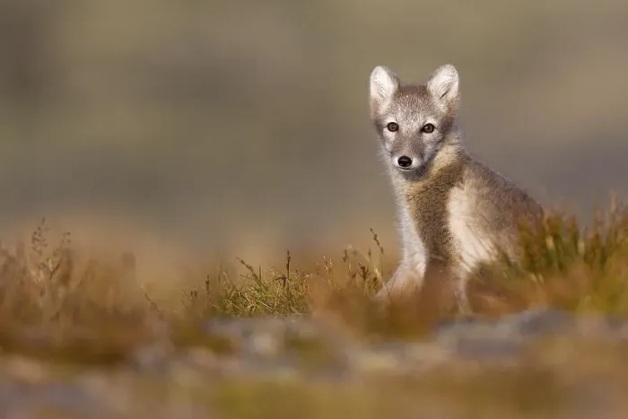 Framed Print : Arctic fox (alopex lagopus) sitting in meadow