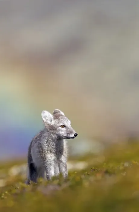 Framed Print : Arctic fox (alopex lagopus) stands in meadow in front of rainbow