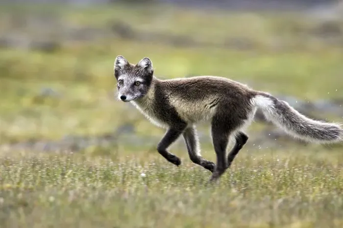 Framed Print : Arctic fox, (Alopex lagopus), summer fur
