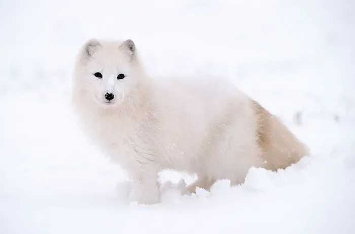 Framed Print : Arctic Fox (Alopex lagopus) (Vulpes lagopus), side
