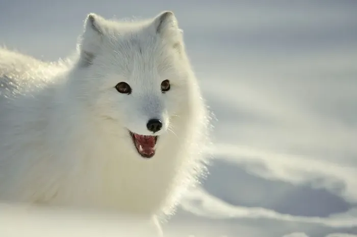 Framed Print : Arctic fox (Alopex lagopus) (Vulpes lagopus)