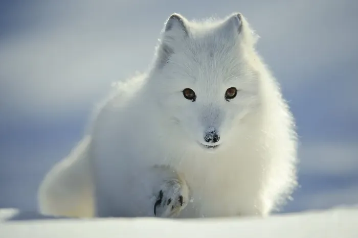 Framed Print : Arctic fox (Alopex lagopus) (Vulpes lagopus)