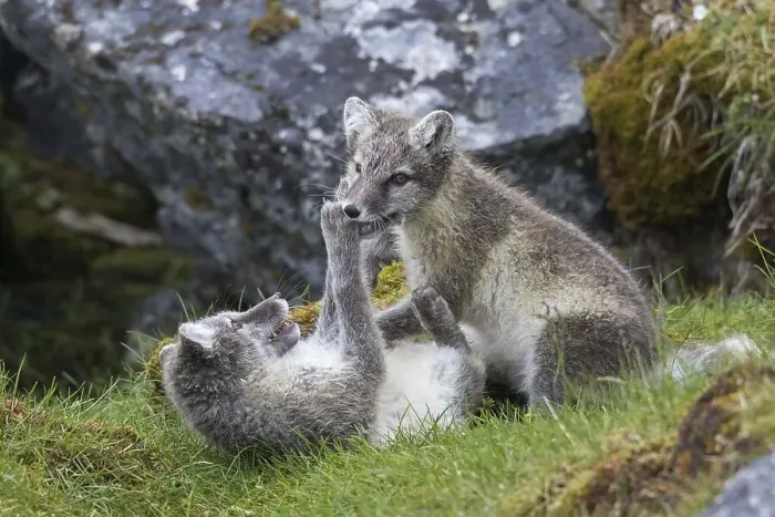 Framed Print : Arctic fox (Alopex lagopus) (Vulpes lagopus)