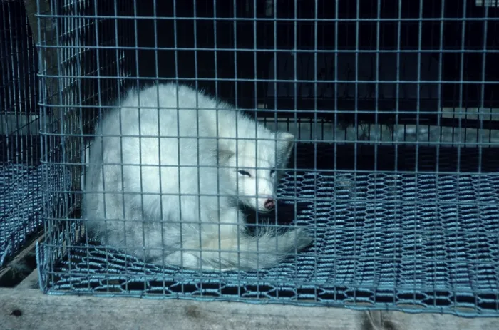 Framed Print : Arctic Fox (Alopex lagopus) (Vulpes lagopus) in cage