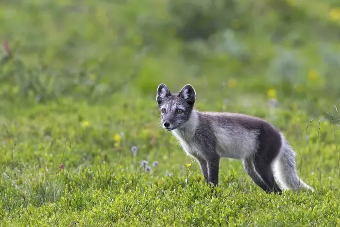 Framed Print : Arctic fox (Alopex lagopus) (Vulpes lagopus) on the tundra in summer Framed Print : Arctic fox (Alopex lagopus) (Vulpes lagopus) on the tundra in summer