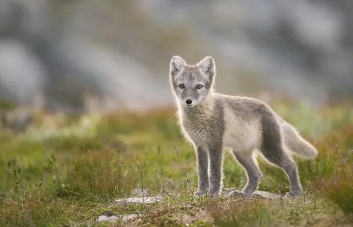 Framed Print : Arctic fox (alopex lagopus), young animal in Fjell