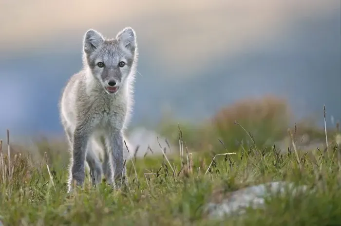 Framed Print : Arctic fox (alopex lagopus), young animal in Fjell