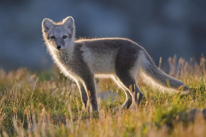 Framed Print : Arctic fox (alopex lagopus), young animal standing in the fjell Framed Print : Arctic fox (alopex lagopus), young animal standing in the fjell