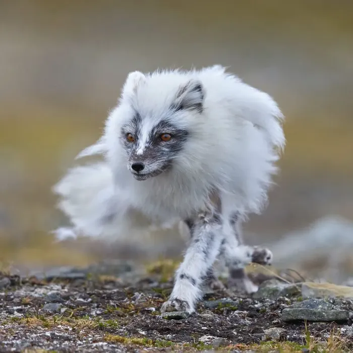 Framed Print : Arctic fox foraging, Arctic fox