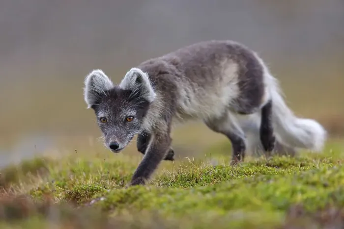 Framed Print : Arctic fox foraging, Arctic fox