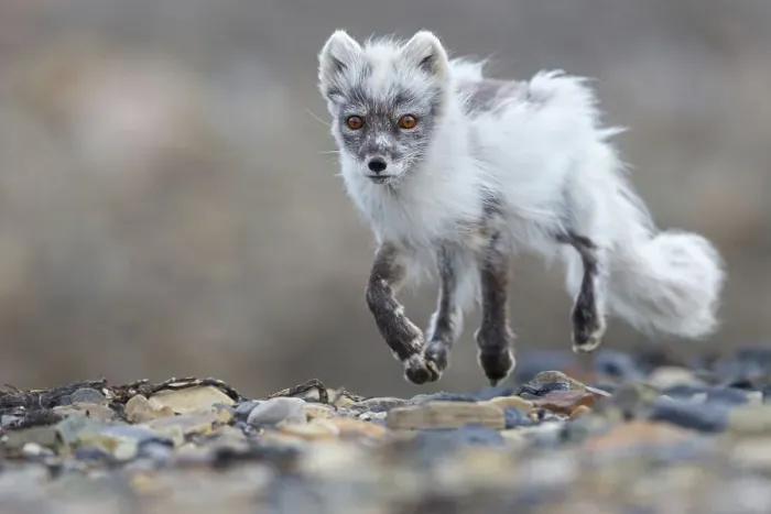 Framed Print : Arctic fox foraging, Arctic fox