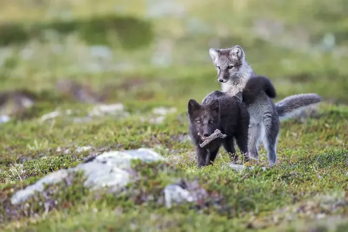 Framed Print : Arctic fox pups playfully fight for a piece of wood