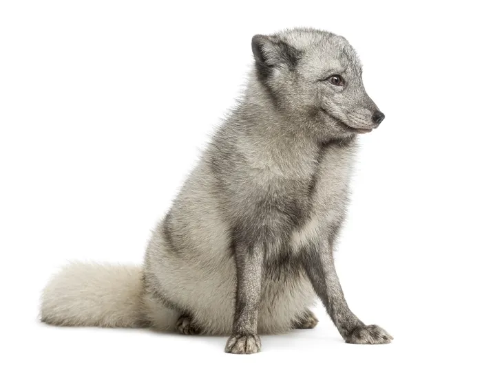 Framed Print : Arctic fox sitting, looking away